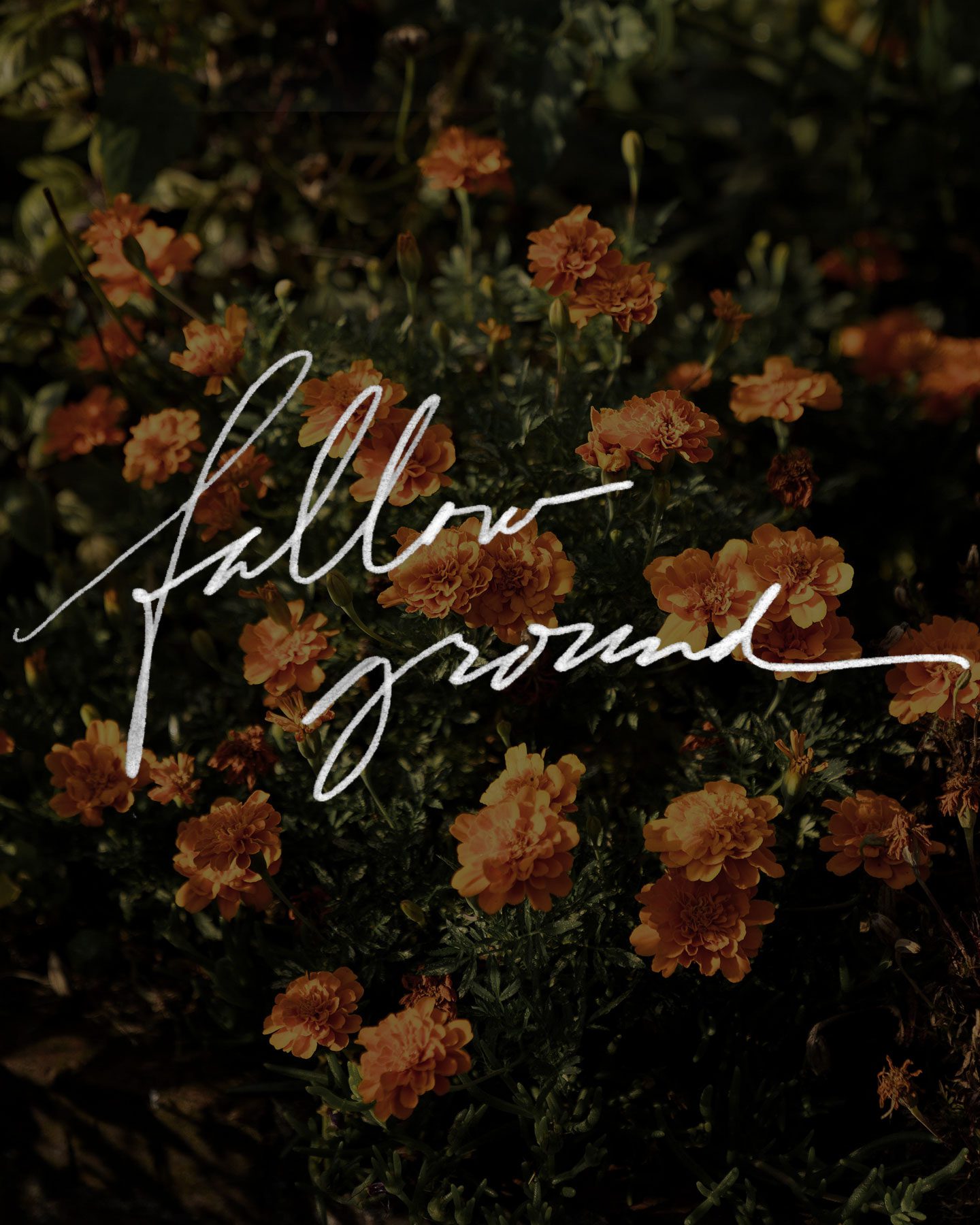 exodus 23 meaning seventh year sabbath fallow ground lie fallow